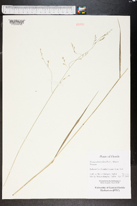 Festuca subverticillata image