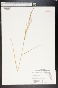 Glyceria canadensis image