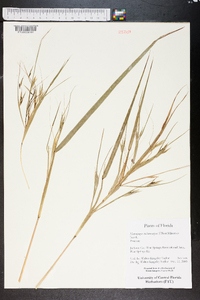 Heteropogon melanocarpus image