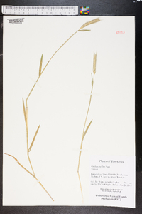 Hordeum pusillum image