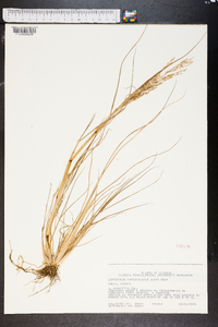 Diplachne fusca subsp. fascicularis image