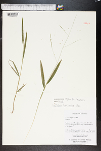 Leersia hexandra image