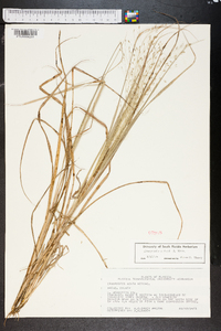 Eragrostis elliottii image