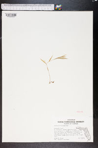 Panicum trifolium image