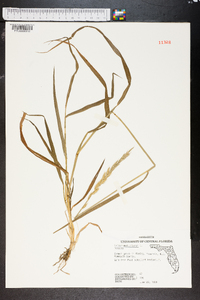 Lolium perenne subsp. multiflorum image