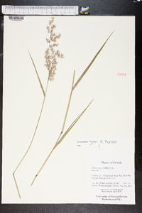 Melinis repens image