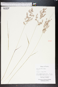 Melinis repens image