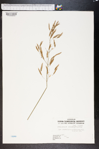 Muhlenbergia brachyphylla image