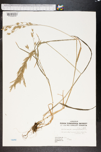 Muhlenbergia brachyphylla image