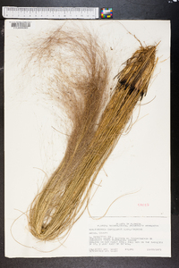 Muhlenbergia capillaris image