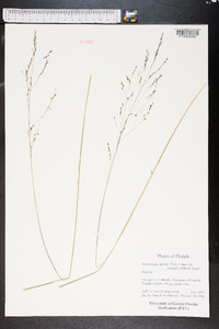 Muhlenbergia capillaris image