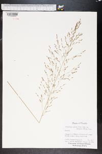 Muhlenbergia capillaris image