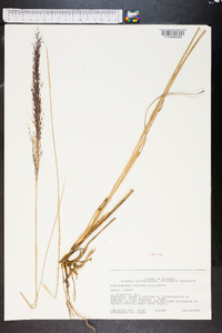 Muhlenbergia capillaris image