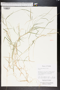 Muhlenbergia schreberi image