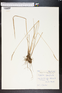 Oryzopsis asperifolia image