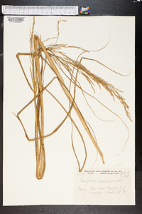 Panicum amarulum image