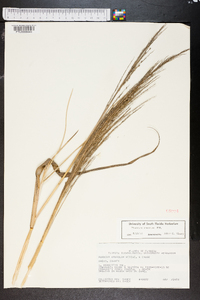 Panicum amarum image