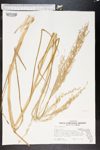 Panicum amarum image