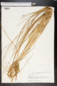 Panicum bartowense image