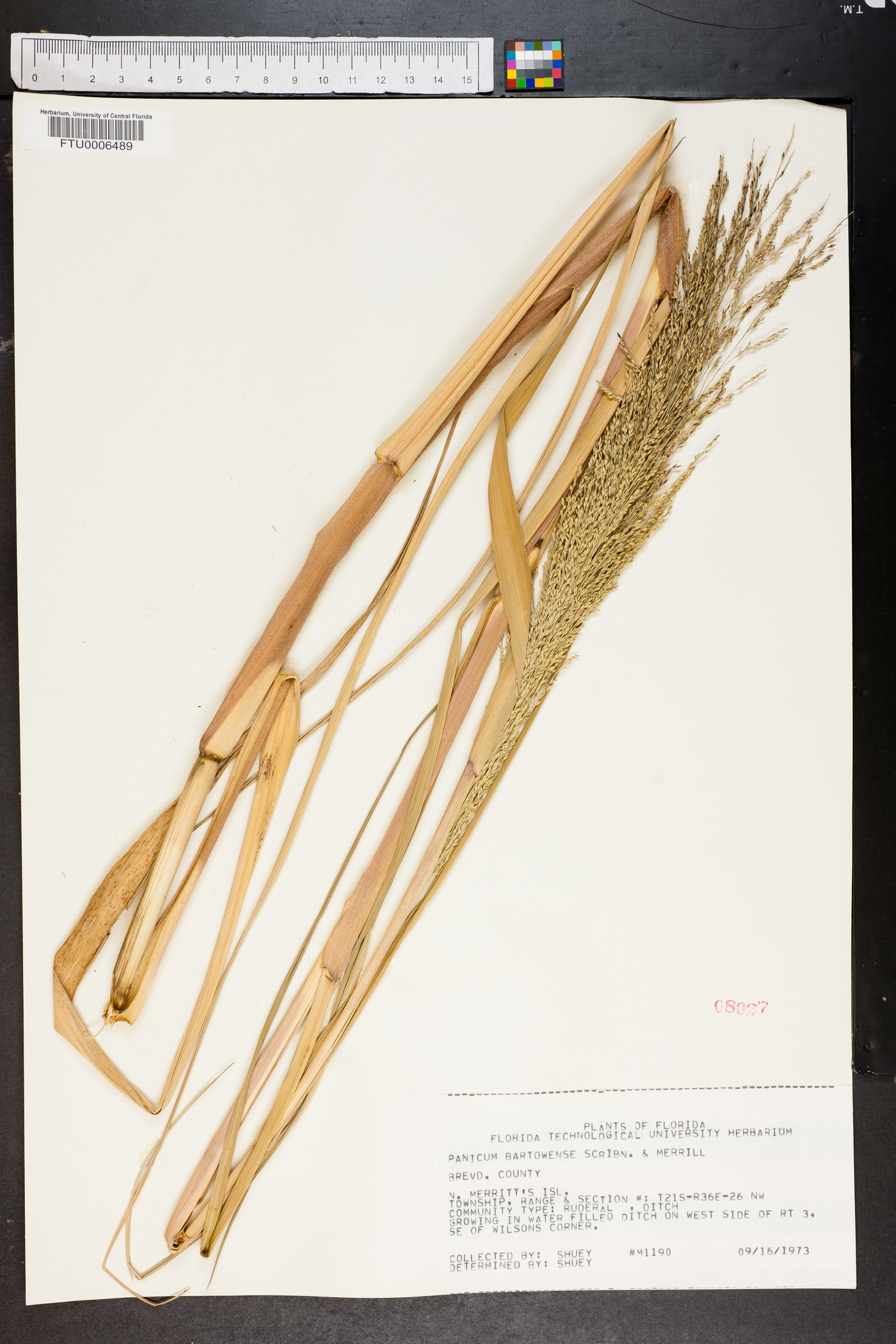 Panicum bartowense image