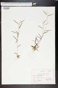 Panicum breve image