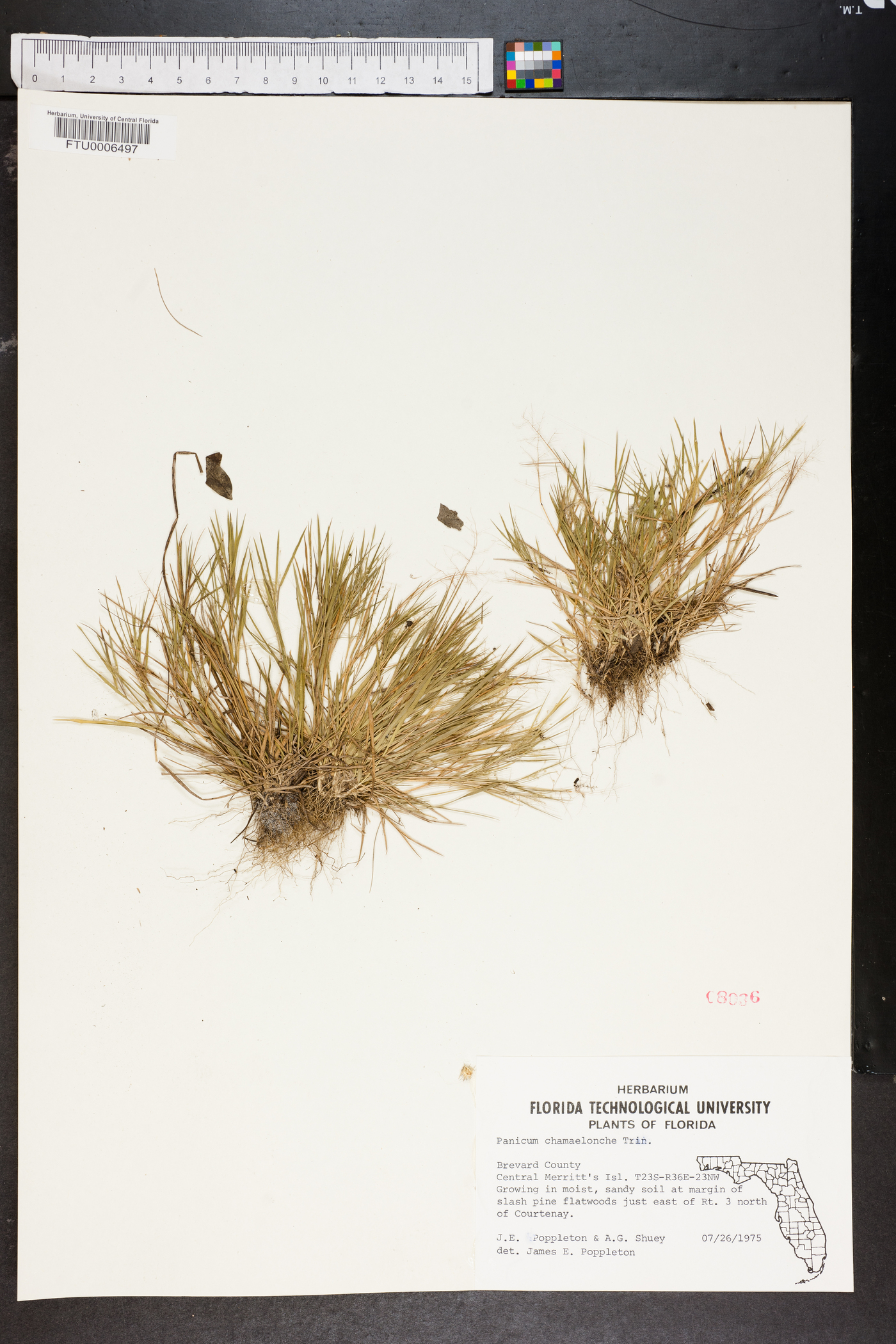 Panicum chamaelonche image