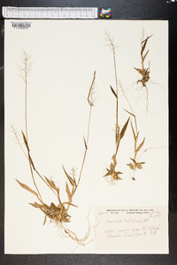 Panicum ciliatum image