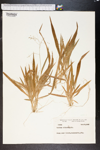 Panicum ciliatum image