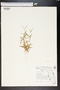 Panicum ciliatum image