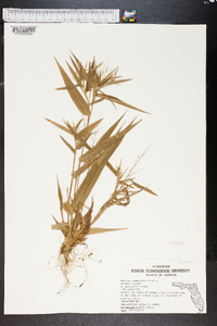 Panicum commutatum image