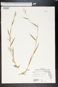 Panicum ensifolium image