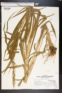 Urochloa fusca image