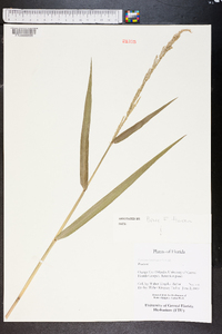 Panicum hemitomon image