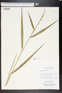 Panicum hemitomon image