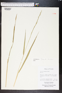 Panicum hemitomon image