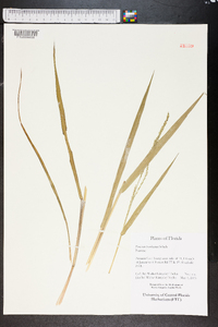 Panicum hemitomon image