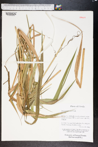 Panicum hemitomon image