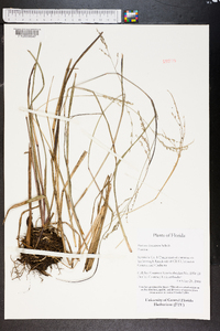 Panicum hemitomon image