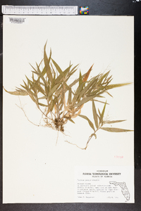 Panicum joorii image