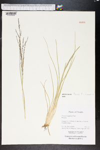 Coleataenia longifolia image