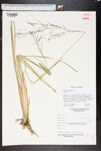 Coleataenia longifolia image