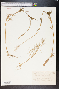 Coleataenia longifolia image