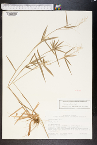 Panicum malacon image