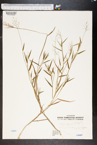 Panicum polycaulon image