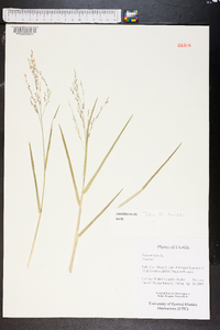 Panicum repens image