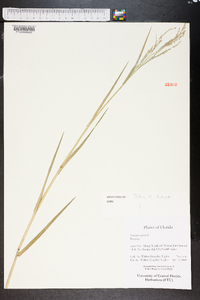 Panicum repens image