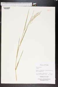 Panicum repens image