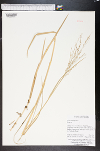 Panicum repens image