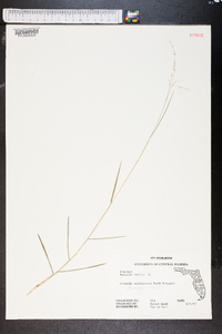 Panicum repens image