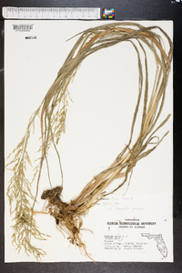 Panicum repens image